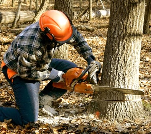 Tree Removal in Brooklyn, MD